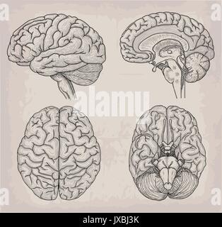 Anatomical Brain human illustration. Medicine, Vector illustration poster. Anatomical high detailed. Medical study front back top view side sign info  Stock Vector