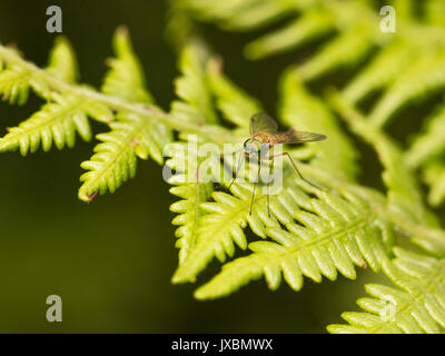 Little Snipefly (Chrysopilus asiliformis) settled on a fern leaf in Devon Stock Photo