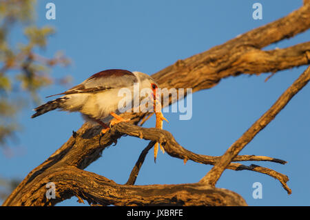 African Pygmy Falcon (Polihierax semitorquatus), female with prey, female Ground Agama (Agama aculeata), Kalahari Desert Stock Photo