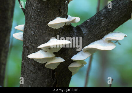 Postia stiptica parasite mushrooms, close up shot Stock Photo