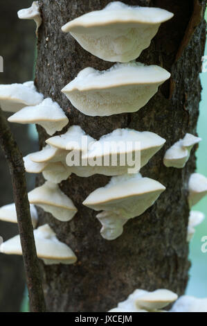 Postia stiptica parasite mushrooms, close up shot Stock Photo