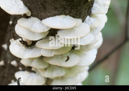 Postia stiptica parasite mushrooms, close up shot Stock Photo