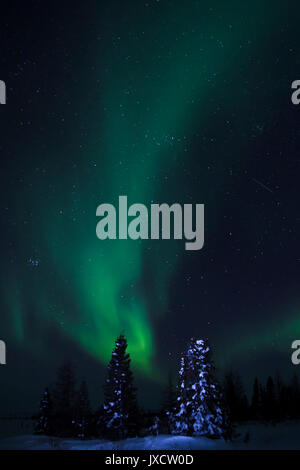 Nightsky and pine trees lit up with aurora borealis, northern lights, wapusk national park, Manitoba, Canada. Stock Photo