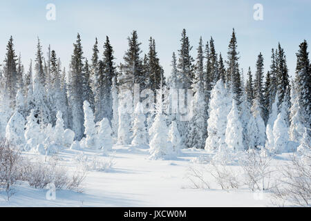 Snow-covered pine trees, Churchill, Manitoba, Canada Stock Photo