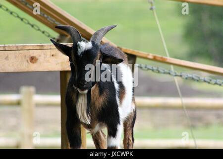handsome little goat at Yamnuska Wolfdog Sanctuary Stock Photo