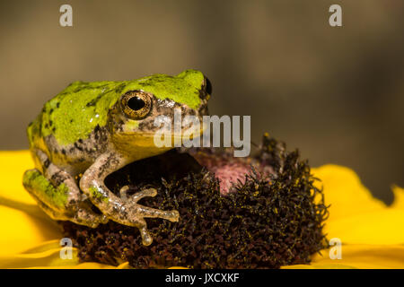 A Gray Tree Frog on a flower in the garden. Stock Photo