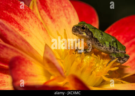 A Gray Tree Frog on a flower in the garden. Stock Photo