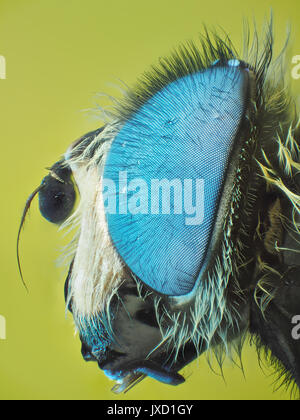 Hoverfly (family Syrphidae) with fluorescent blue eyes, reflected visible + ultraviolet light micrograph, 24x magnification with printed 10cm tall Stock Photo
