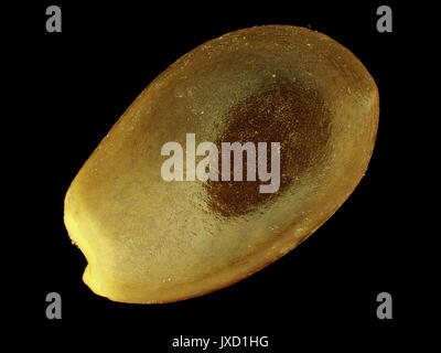 Star anise (Illicium verum) seed, reflected light micrograph, 12x magnification when printed 10cm wide Stock Photo