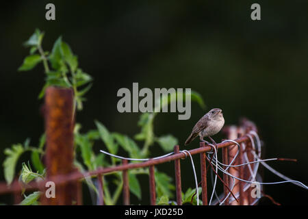 House wren perched on a rusty wire fence