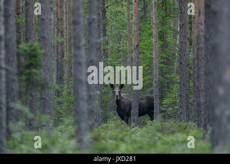 Moose in a Swedish forest Stock Photo