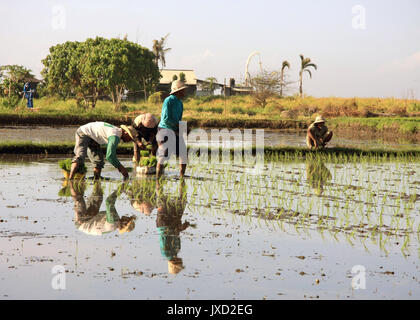 Gianyar/Bali - September 11, 2016: Field workers in on a rice paddy planting new rice Stock Photo