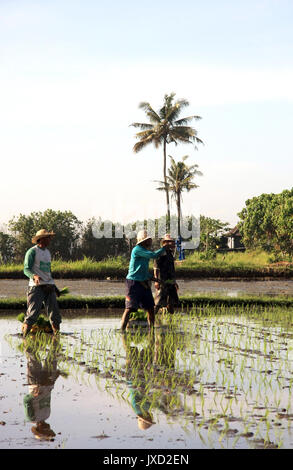 Gianyar/Bali - September 11, 2016: Field workers in on a rice paddy planting new rice Stock Photo