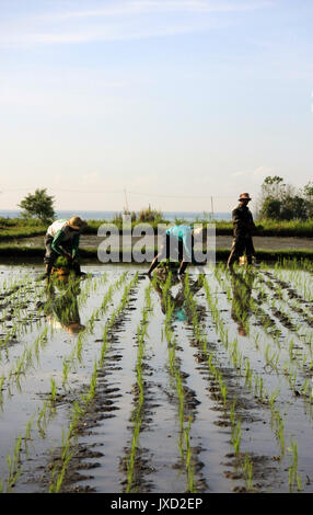 Field workers in on a rice paddy planting new rice Stock Photo