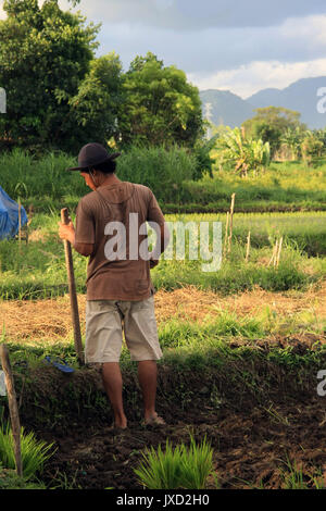 Ubud/Bali - September 11, 2016: Balinese farmer with sickle walking through his rice paddy field during the evening sun Stock Photo