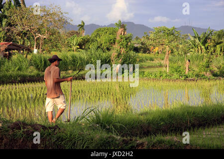 Ubud/Bali - September 11, 2016: Balinese farmer with sickle walking through his rice paddy field during the evening sun Stock Photo