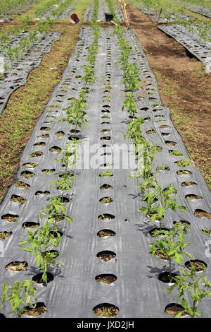 Growing crops/plants in the soil through plastic sheeting in rows Stock Photo