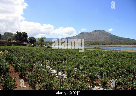 Lake Batur and Volcano Batur in Bali Stock Photo