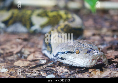 Reticulated Python close up with focus on head Stock Photo