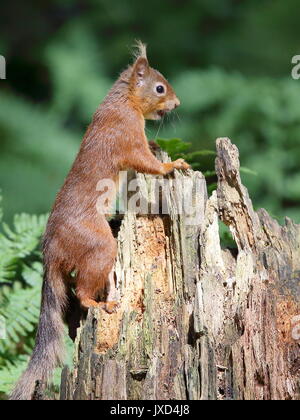 Red Squirrel stretching over stump Stock Photo