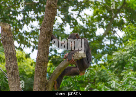 Chimpanzee in nature hanging down from tre Stock Photo