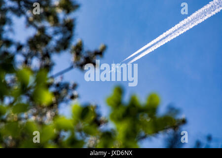 Flying plane seen through the leaves in a forest Stock Photo