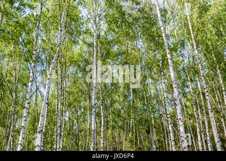 Dense, young birch forest for wallpaper or background Stock Photo