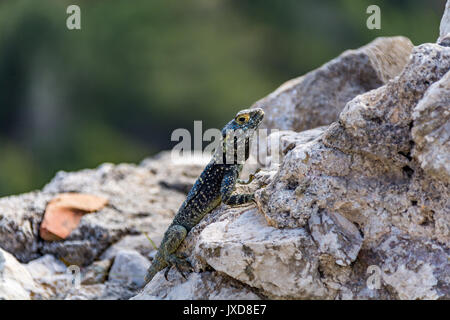 Lizard on medieval ruins, Monolithos castle, Rhodes island, Greece Stock Photo