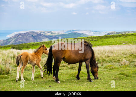 Wild Welsh Mountain Pony with a foal in Carneddau mountains of northern Snowdonia National Park or Eryri. Penmaenmawr Conwy north Wales UK Stock Photo