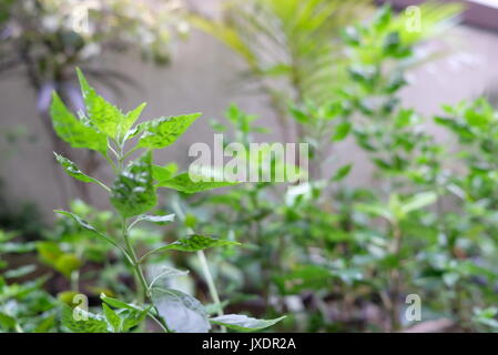 Bright green plants Stock Photo