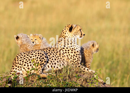 Cheetah with cubs lying and watching the savanna in Africa Stock Photo