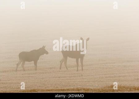 Moose cow with calf in the fog in a field Stock Photo