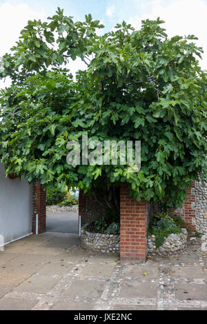 A large Fig Tree Ficus Carica of the Moraceae growing in North Norfolk UK Stock Photo