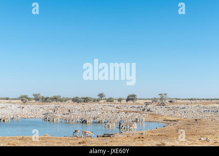 A large herd of Burchells zebras, Equus quagga burchellii, drinking water at a waterhole in Northern Namibia Stock Photo