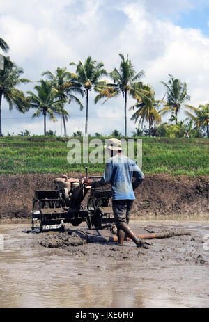 Bali/Indonesia - September 09, 2017: Farmer in Ubud ploughing his paddy field with machine Stock Photo