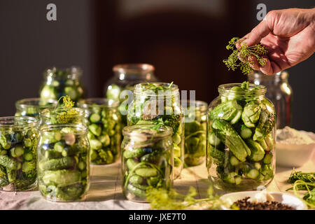 The process of preparation of salty cucumbers for canning Stock Photo