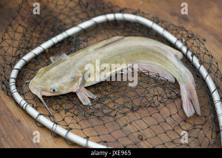 Catfish Caught On Fishing Line Freshwater Stock Photo 563553496