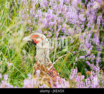 Red Grouse Red grouse (Lagopus lagopus scoticus) on Easby Moor, North York Moors National Park, North Yorkshire, England, UK Stock Photo