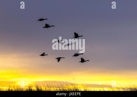 Flock of birds, flying in the sky at dawn.Southport, Merseyside.  UK Weather. 16th August, 2017.  Flocks of birds. Greylag Geese at dawn flying over the Ribble Estuary at the start of the day. A migratory bird named because it is known as the last bird species to migrate from the northern breeding grounds, (lags behind). Migratory flocks at this time of year may be an indication of a colder winter in Iceland as they usually migrate in the autumn to the British Isles usually arriving in October. Credit: MediaWorldImages/AlamyLiveNews Stock Photo