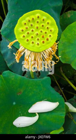 Beijing, Beijing, China. 15th Aug, 2017. Beijing, CHINA-August 15 2017: (EDITORIAL USE ONLY. CHINA OUT) .Scenery of the Lotus Flower Center at the Yuanmingyuan Garden in Beijing. The Yuanmingyuan Garden is also known as Old Summer Palace. Credit: SIPA Asia/ZUMA Wire/Alamy Live News Stock Photo