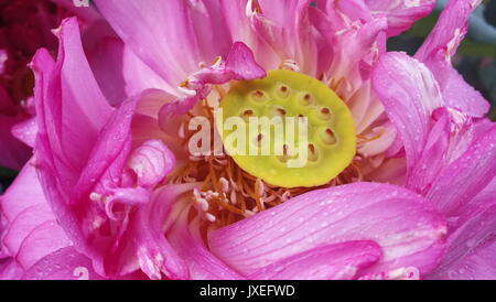 Beijing, Beijing, China. 15th Aug, 2017. Beijing, CHINA-August 15 2017: (EDITORIAL USE ONLY. CHINA OUT) .Scenery of the Lotus Flower Center at the Yuanmingyuan Garden in Beijing. The Yuanmingyuan Garden is also known as Old Summer Palace. Credit: SIPA Asia/ZUMA Wire/Alamy Live News Stock Photo