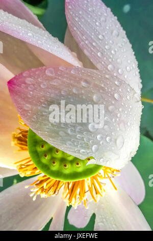 Beijing, Beijing, China. 15th Aug, 2017. Beijing, CHINA-August 15 2017: (EDITORIAL USE ONLY. CHINA OUT) .Scenery of the Lotus Flower Center at the Yuanmingyuan Garden in Beijing. The Yuanmingyuan Garden is also known as Old Summer Palace. Credit: SIPA Asia/ZUMA Wire/Alamy Live News Stock Photo