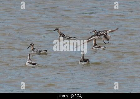 Qingdao, Qingdao, China. 15th Aug, 2017.  Red-necked phalaropes migrate to Jiaozhou Bay Wetland in Qingdao, east China's Shandong Province, August 15th, 2017. Credit: SIPA Asia/ZUMA Wire/Alamy Live News Stock Photo