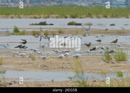 Qingdao, Qingdao, China. 15th Aug, 2017.  Red-necked phalaropes migrate to Jiaozhou Bay Wetland in Qingdao, east China's Shandong Province, August 15th, 2017. Credit: SIPA Asia/ZUMA Wire/Alamy Live News Stock Photo