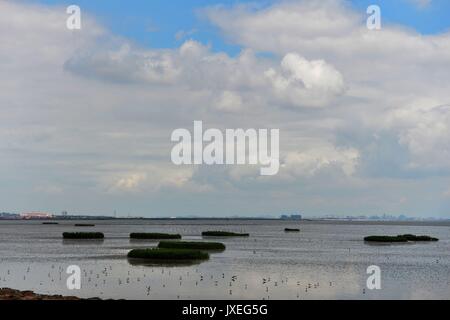 Qingdao, Qingdao, China. 15th Aug, 2017.  Red-necked phalaropes migrate to Jiaozhou Bay Wetland in Qingdao, east China's Shandong Province, August 15th, 2017. Credit: SIPA Asia/ZUMA Wire/Alamy Live News Stock Photo