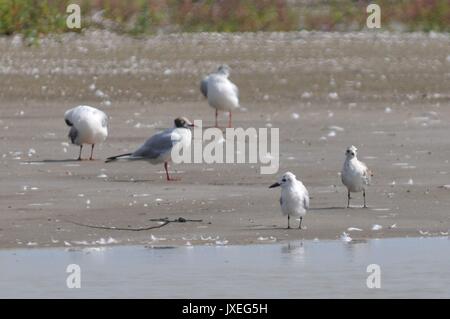 Qingdao, Qingdao, China. 15th Aug, 2017.  Red-necked phalaropes migrate to Jiaozhou Bay Wetland in Qingdao, east China's Shandong Province, August 15th, 2017. Credit: SIPA Asia/ZUMA Wire/Alamy Live News Stock Photo