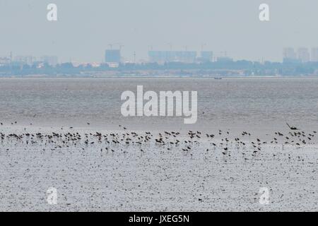 Qingdao, Qingdao, China. 15th Aug, 2017.  Red-necked phalaropes migrate to Jiaozhou Bay Wetland in Qingdao, east China's Shandong Province, August 15th, 2017. Credit: SIPA Asia/ZUMA Wire/Alamy Live News Stock Photo