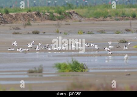 Qingdao, Qingdao, China. 15th Aug, 2017.  Red-necked phalaropes migrate to Jiaozhou Bay Wetland in Qingdao, east China's Shandong Province, August 15th, 2017. Credit: SIPA Asia/ZUMA Wire/Alamy Live News Stock Photo