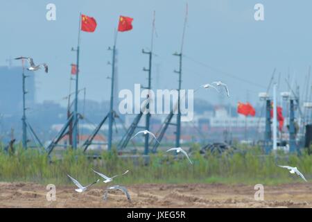 Qingdao, Qingdao, China. 15th Aug, 2017.  Red-necked phalaropes migrate to Jiaozhou Bay Wetland in Qingdao, east China's Shandong Province, August 15th, 2017. Credit: SIPA Asia/ZUMA Wire/Alamy Live News Stock Photo