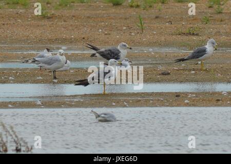 Qingdao, Qingdao, China. 15th Aug, 2017.  Red-necked phalaropes migrate to Jiaozhou Bay Wetland in Qingdao, east China's Shandong Province, August 15th, 2017. Credit: SIPA Asia/ZUMA Wire/Alamy Live News Stock Photo